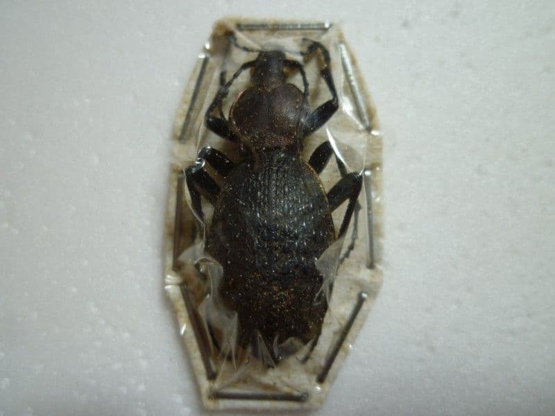 イシズカカブリモドキ♂/C.ishizukai/四川省.巫山産/39.5mm