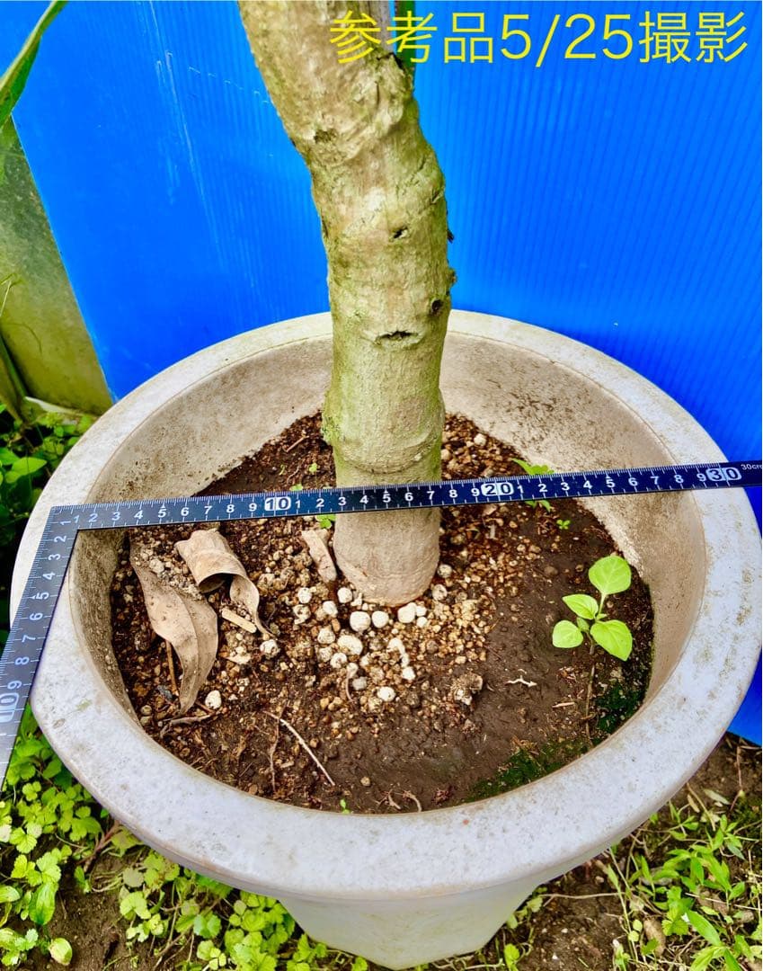 花芽・11 ヤマシタマンゴー　耐寒性　特選フルーツ