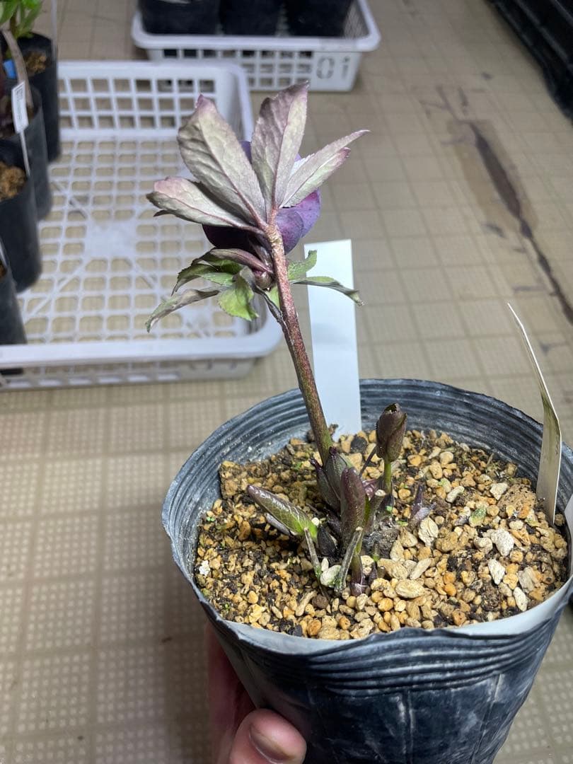 加藤農園 鴉葉 リトルコレクション クリスマスローズ