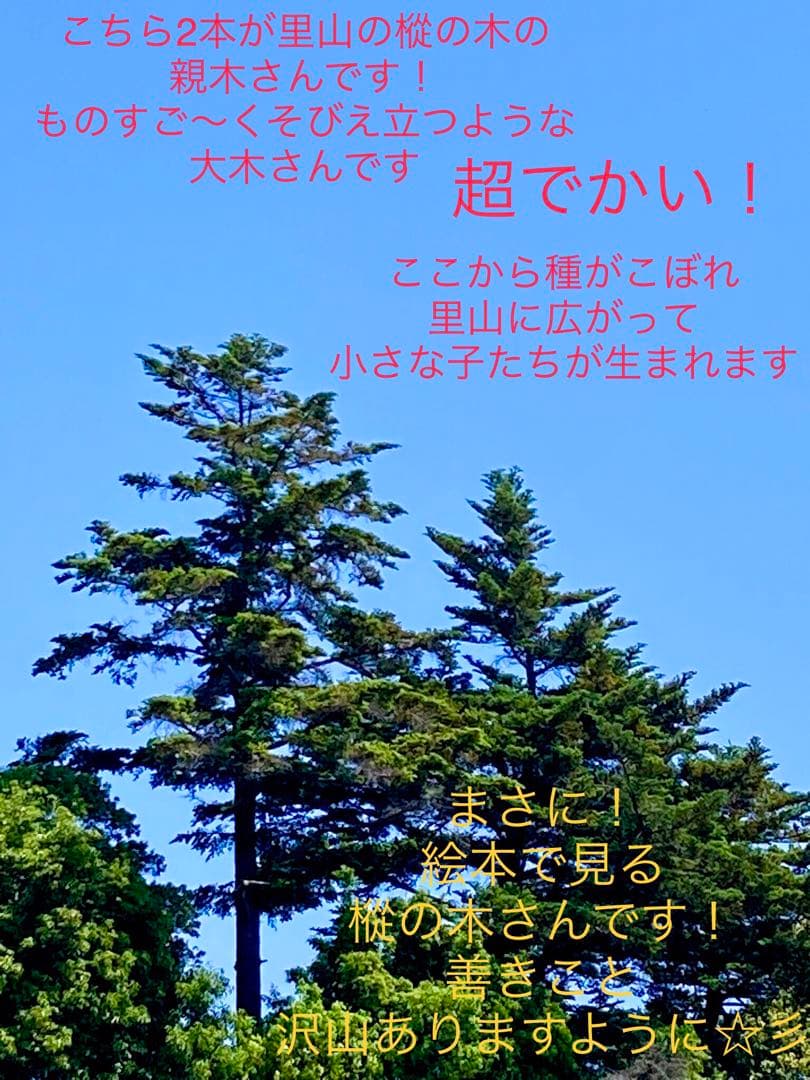 希望の象徴！幸運木【森からやって来た天然野生のもみの木さん＊樅の木】今年3年生！