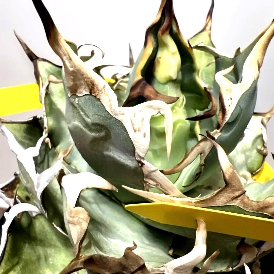 アガベ 親株出品 ハデス 鉢植発送 極上血統 大株