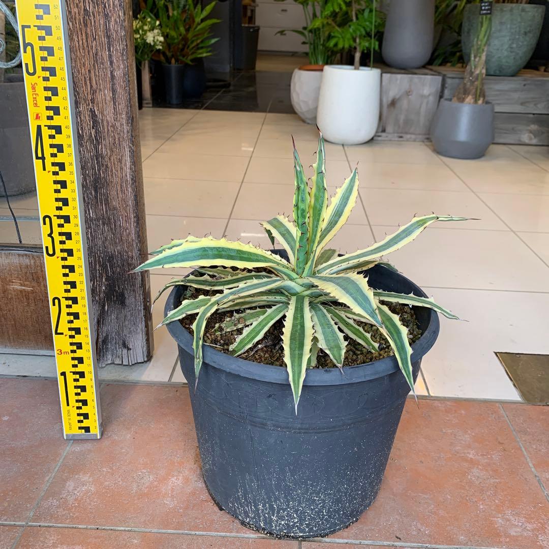 アガベ リギデシマ