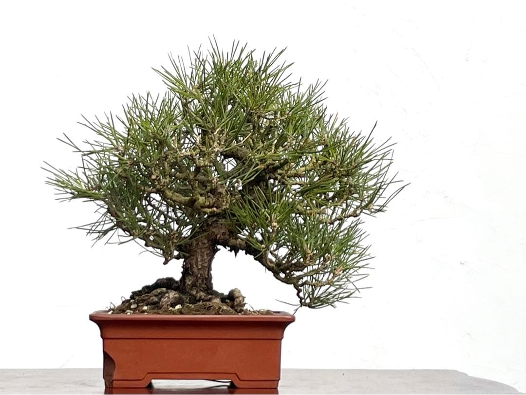 三河盆栽　黒松　盆栽