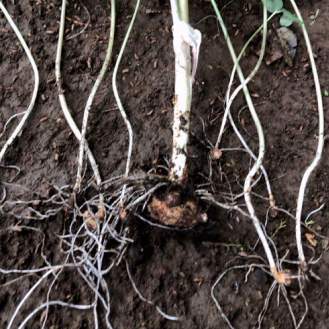 ミニウラシマソウ5.6本　浦島草　苗　 山野草　耐寒性多年草　多年草　天南星