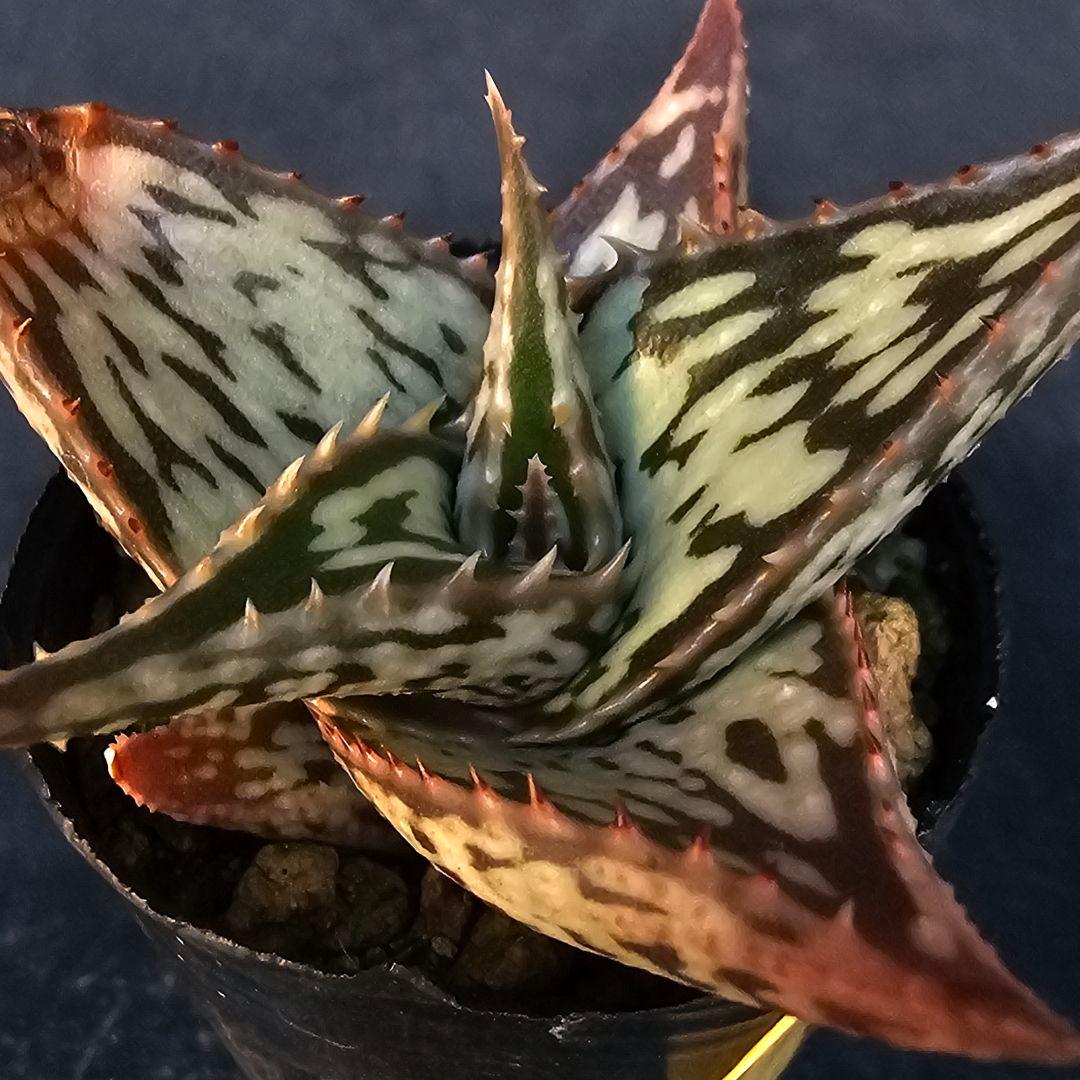 速達発送☆Nene様 リクエスト 2点 まとめ商品