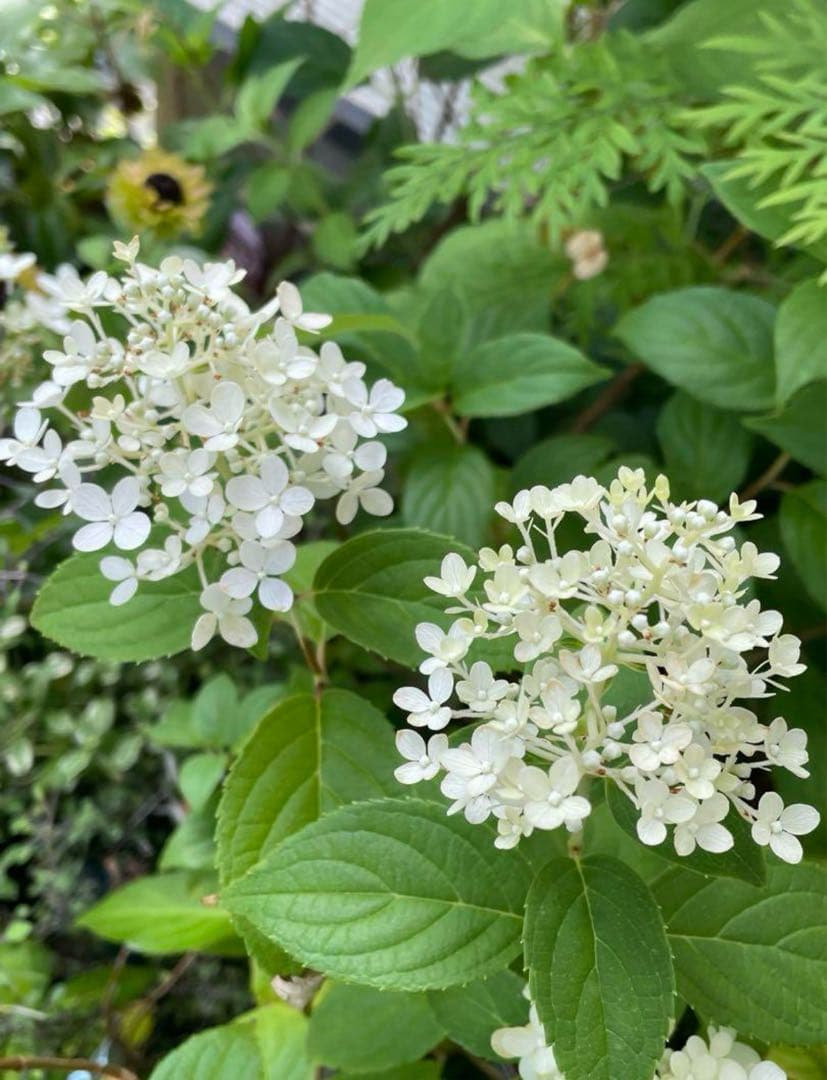 【花苗】②ガーデンあじさい　ホワイトライト　ピラミッドアジサイ　ノリウツギ