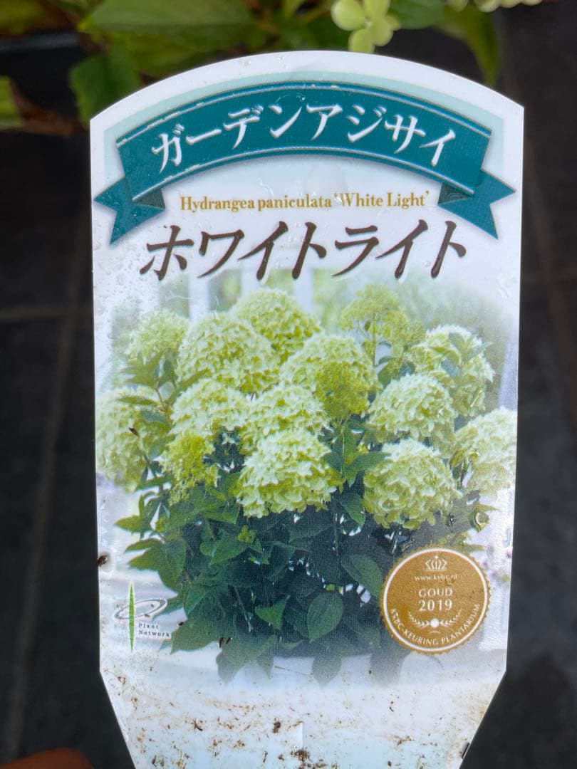 【花苗】②ガーデンあじさい　ホワイトライト　ピラミッドアジサイ　ノリウツギ