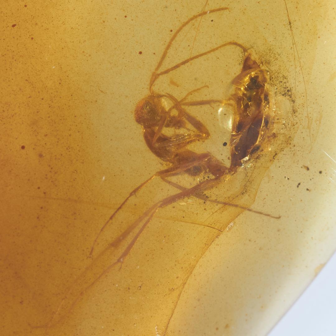 レア極上品 PA0037虫入り琥珀化石　ミャンマーカムティかタナイ9900万年前