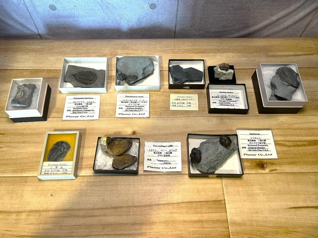 し*め様 化石 9点 / 三葉虫 カンブリア紀～デボン紀 / 産地：北米・南米