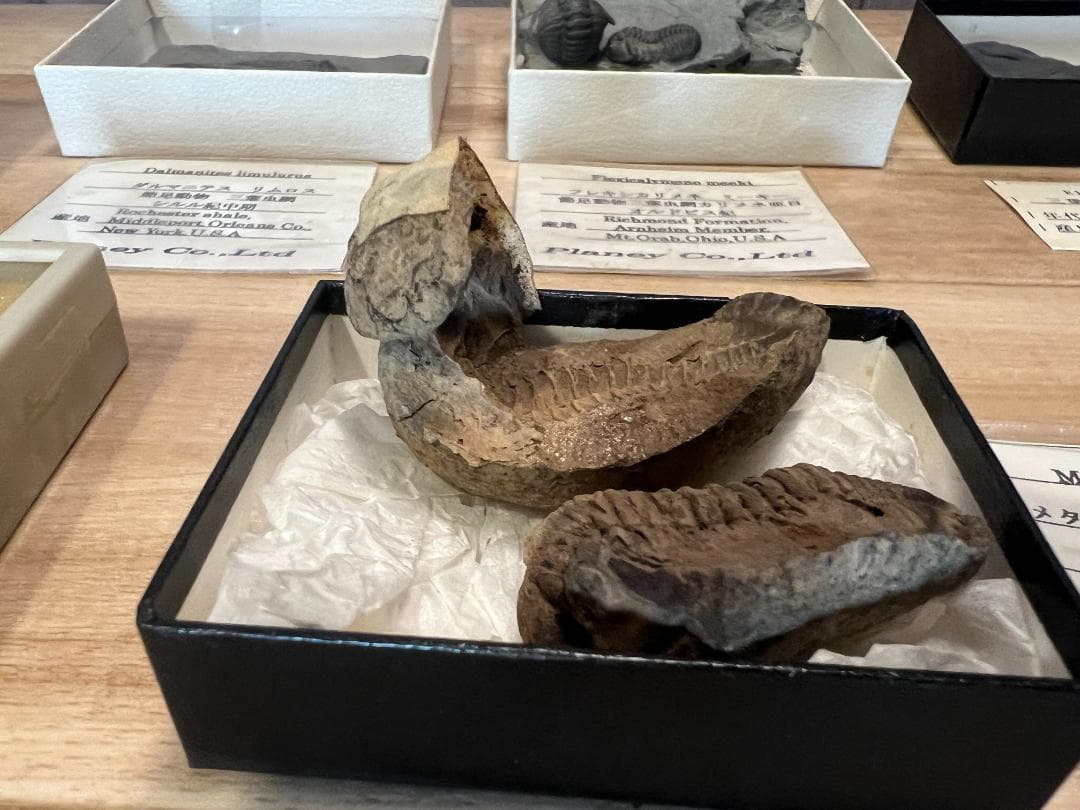 し*め様 化石 9点 / 三葉虫 カンブリア紀～デボン紀 / 産地：北米・南米