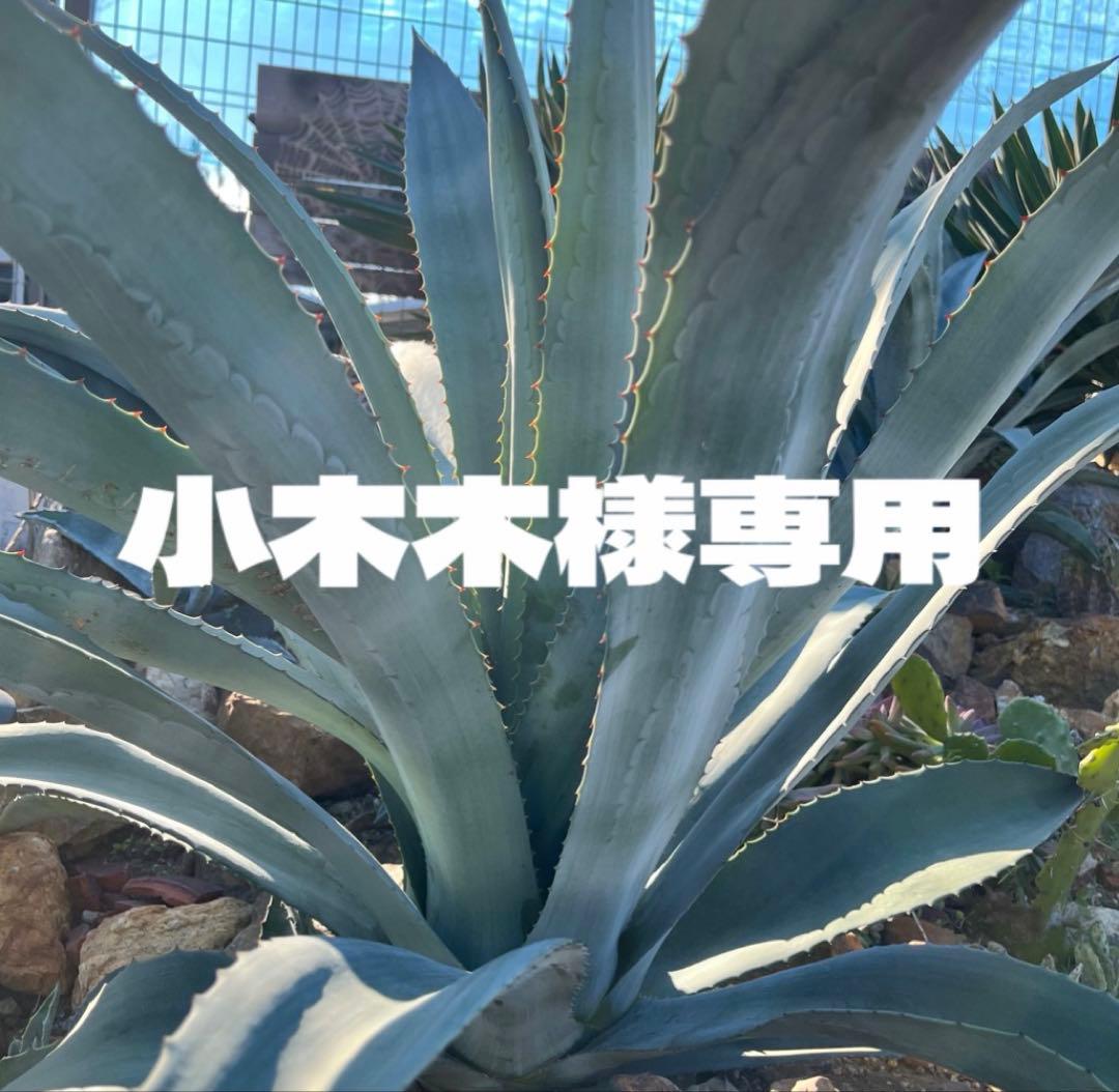 アガベ 小木木