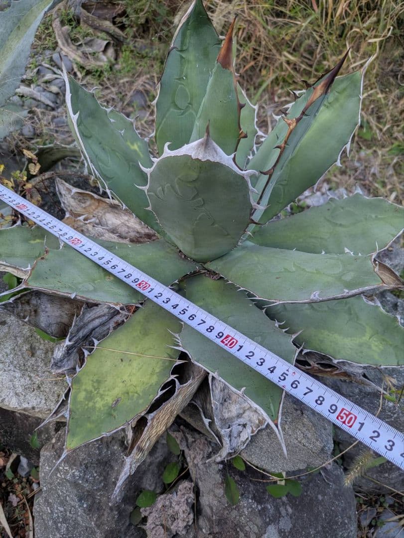 アガベ　オテロイ　大株②　送料込み