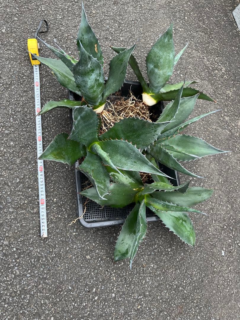 アガベ　アトロビレンス　シグマトフィラ　中株セット