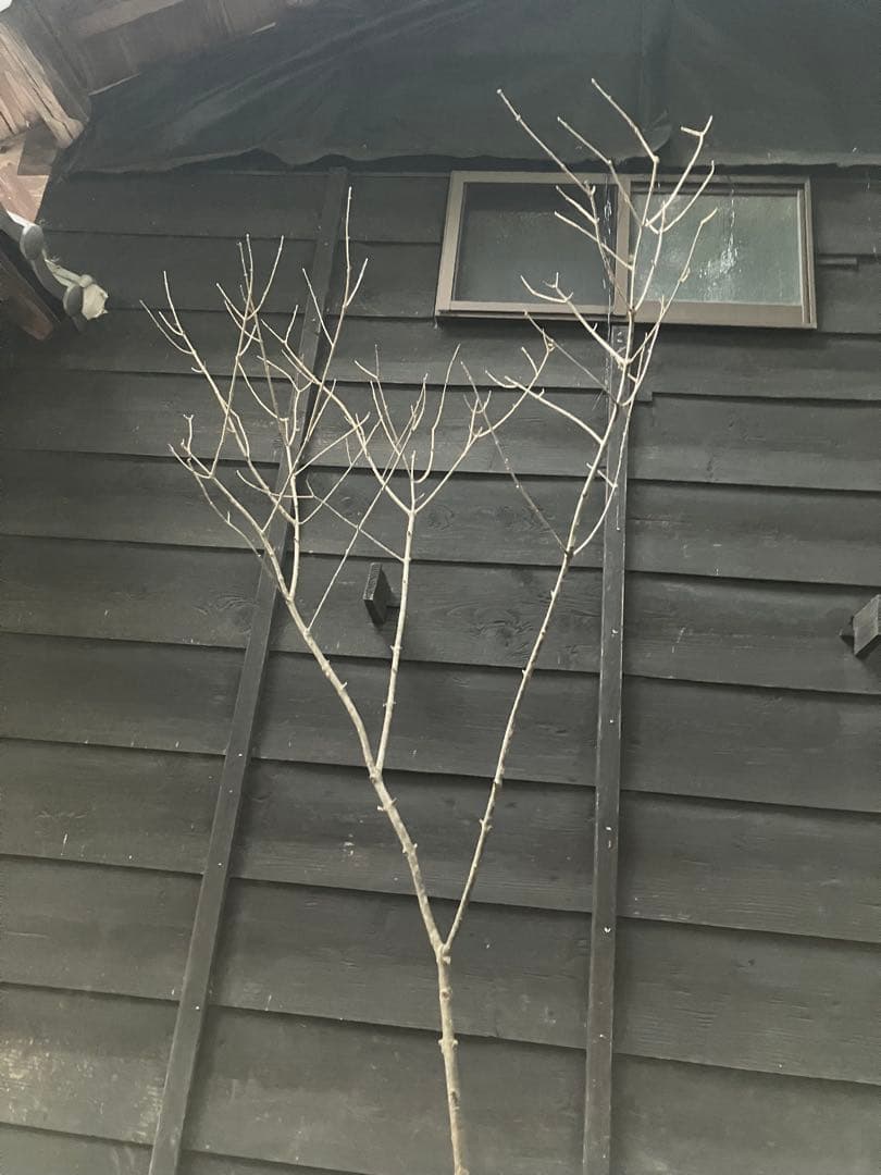 82 山採り　アオダモ