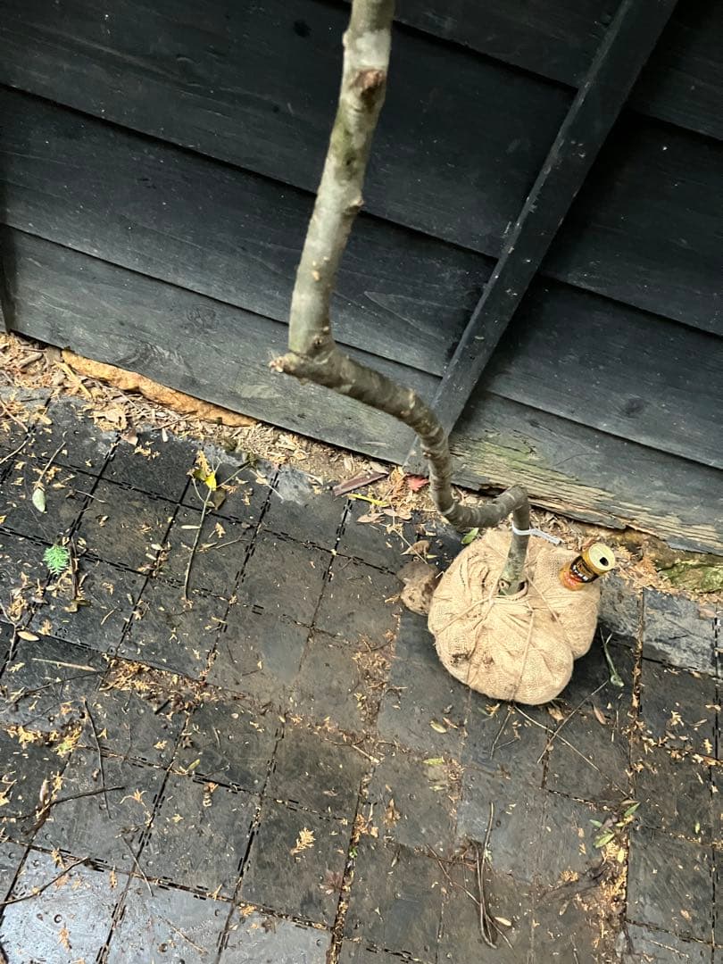 82 山採り　アオダモ