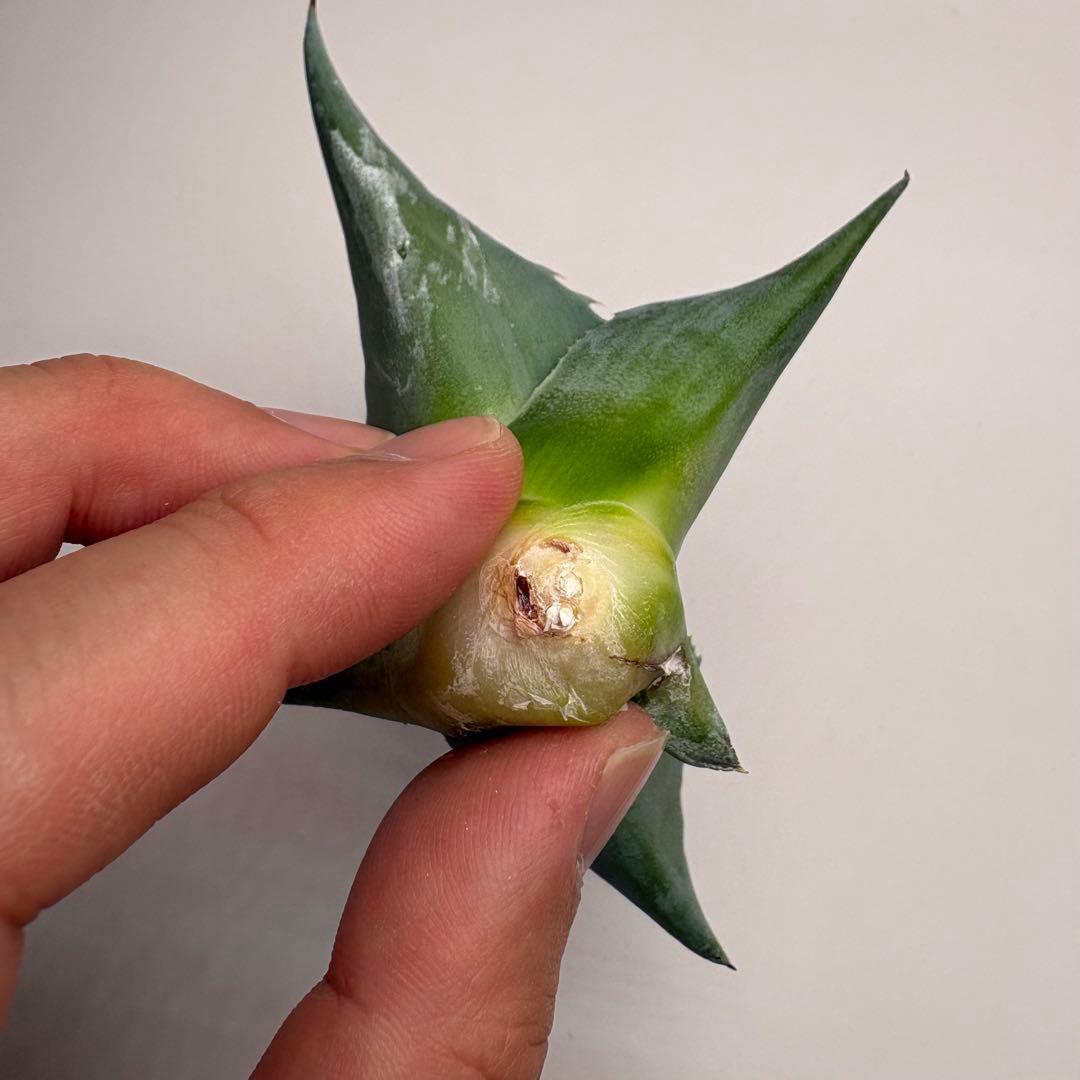 アガベ オバティフォリア 凸凹覆輪斑② 超希少株 検(キラー オルカ モビー好き