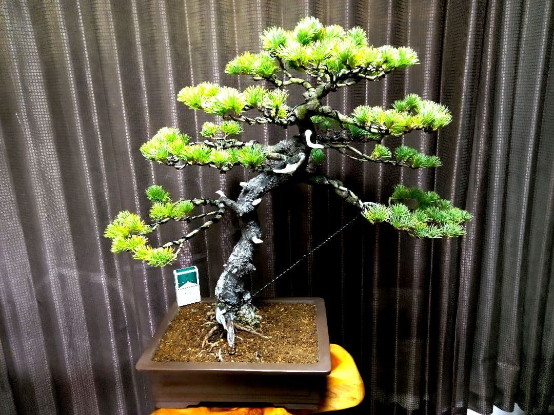 【大品 五葉松盆栽】真柏　　　　⭕吾妻五葉 (短葉)大迫力❗