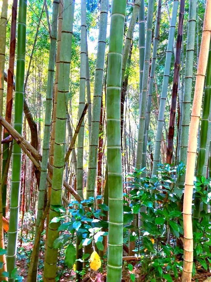 【休止中】今年生まれの天然竹＊標高400m清浄山奥から直送＊DIY・作品等に