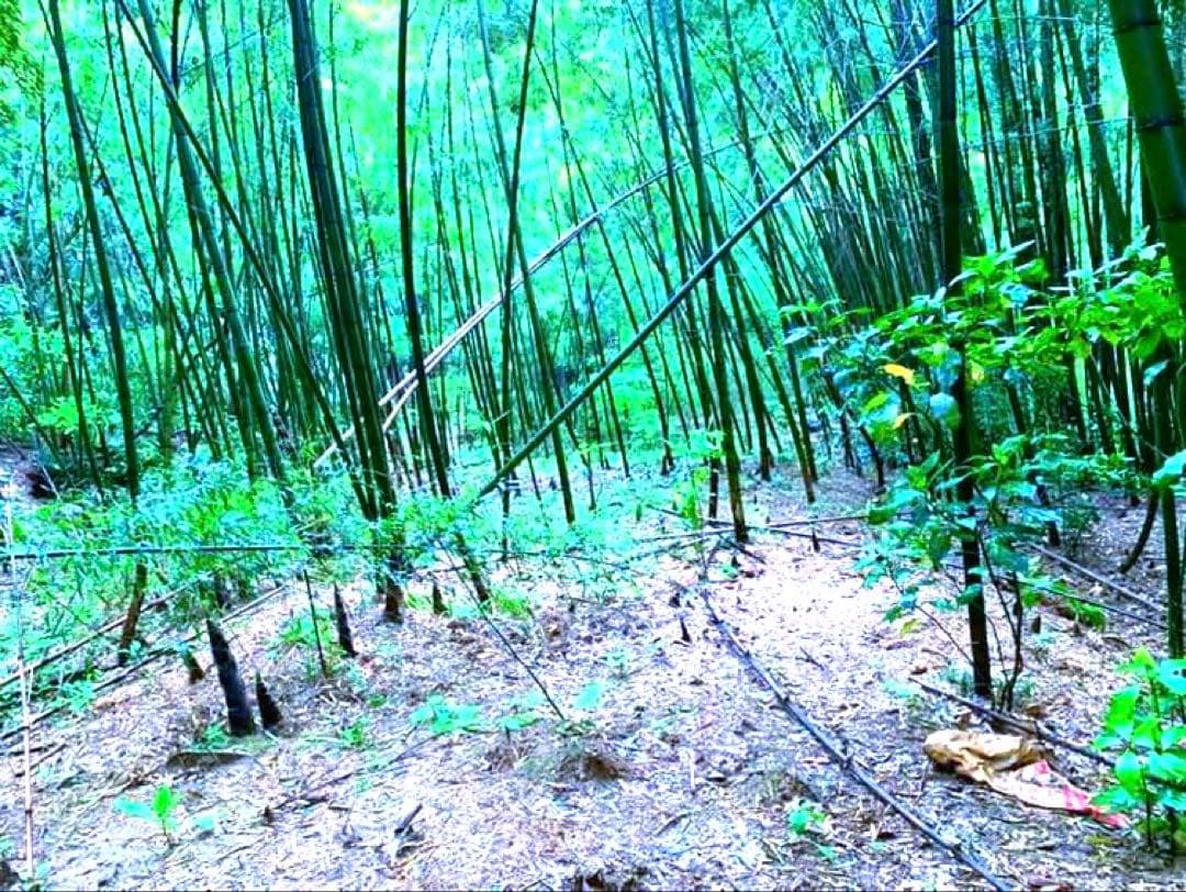 【休止中】今年生まれの天然竹＊標高400m清浄山奥から直送＊DIY・作品等に