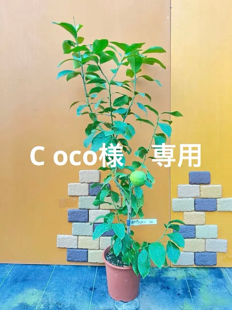 瀬戸内レモン10 ２点セット