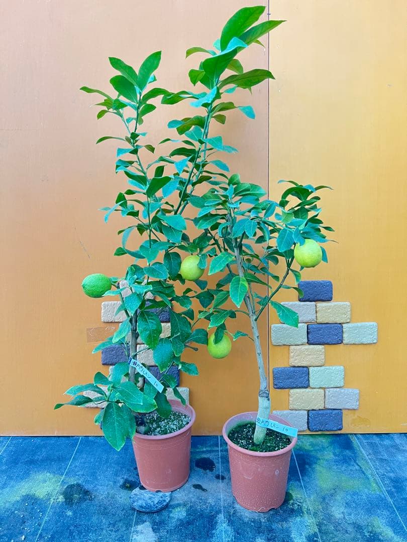 瀬戸内レモン10 ２点セット