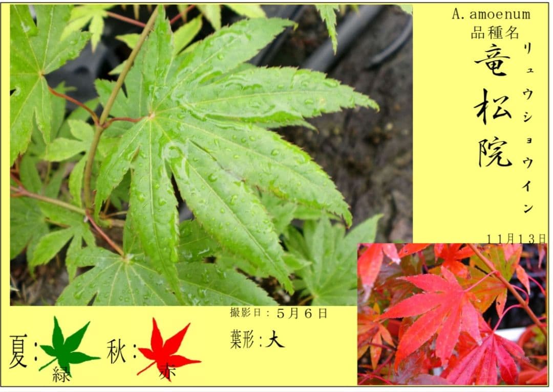 もみじ 接木苗 3本セット｜秋華・竜松院・大勇｜計3株 まとめ売り｜コレクション