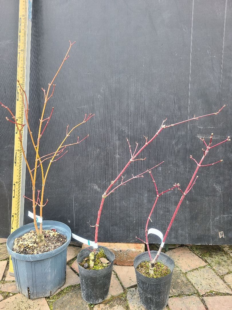 もみじ 接木苗 3本セット｜秋華・竜松院・大勇｜計3株 まとめ売り｜コレクション