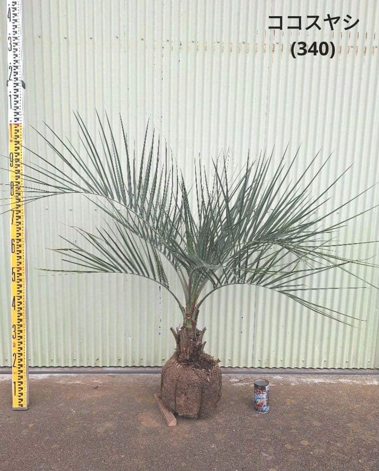 ココスヤシ　(340)　※スーパー　シルバーリーフ