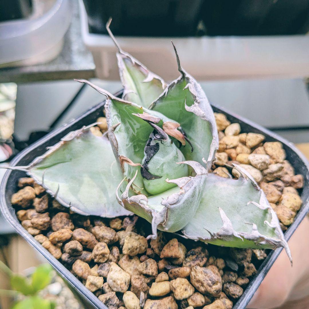 チタノタ　惡魔BB×2 ラクラクメルカリ便に変更