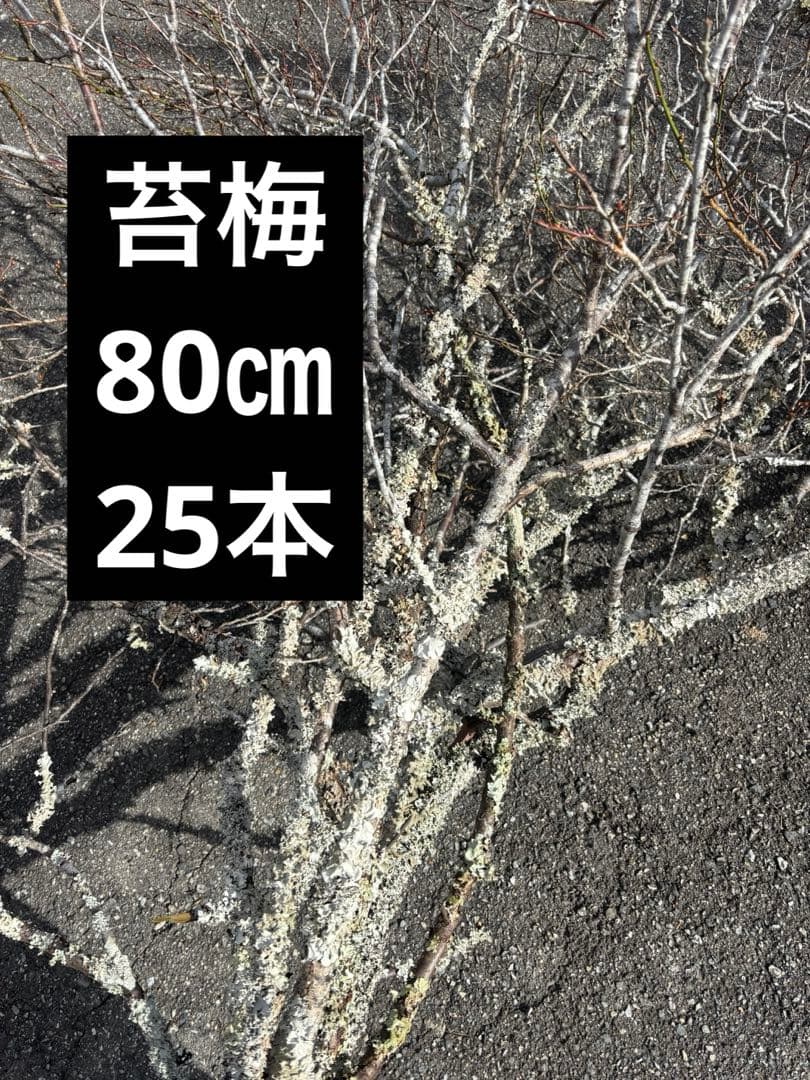 苔梅　エディブルフラワー　飾り葉