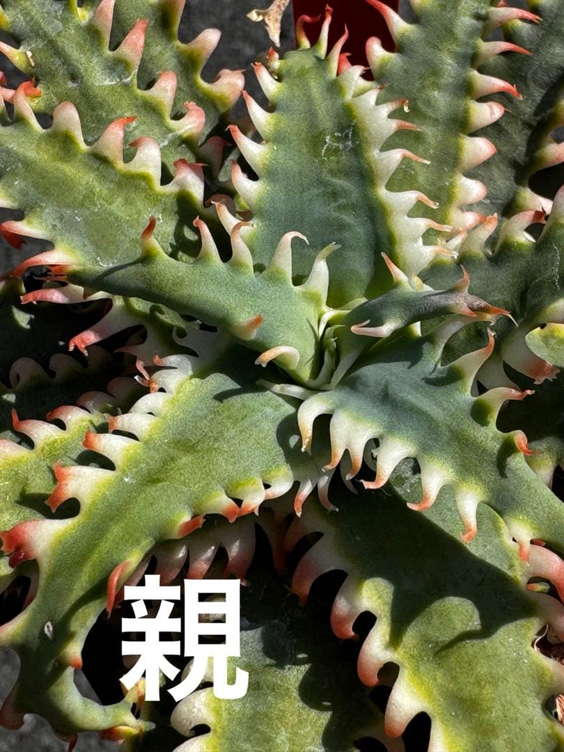 特上　Aloe hybrid アロエ　ハイブリッド　子株　第四種