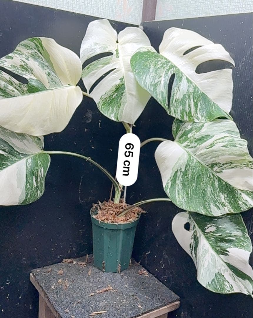 r*i様 斑入りモンステラ ホワイトタイガー極美大株65cm白斑多