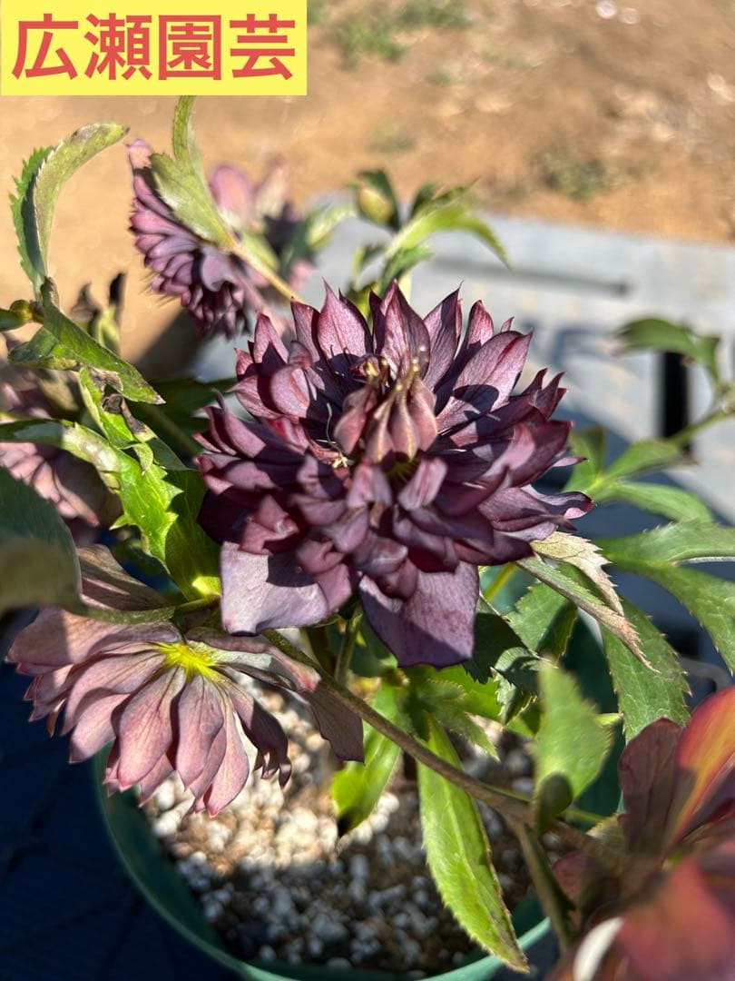 クリスマスローズ開花株【広瀬園芸】ダーク多弁系 ひ-2