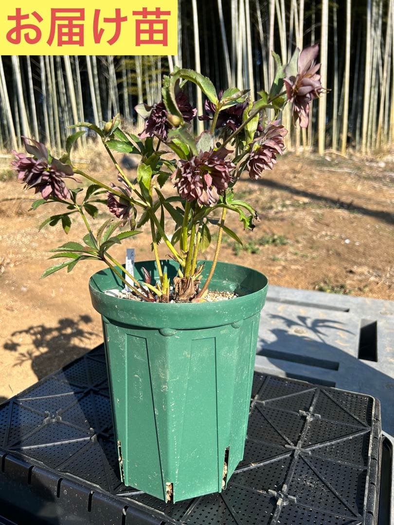 クリスマスローズ開花株【広瀬園芸】ダーク多弁系 ひ-2