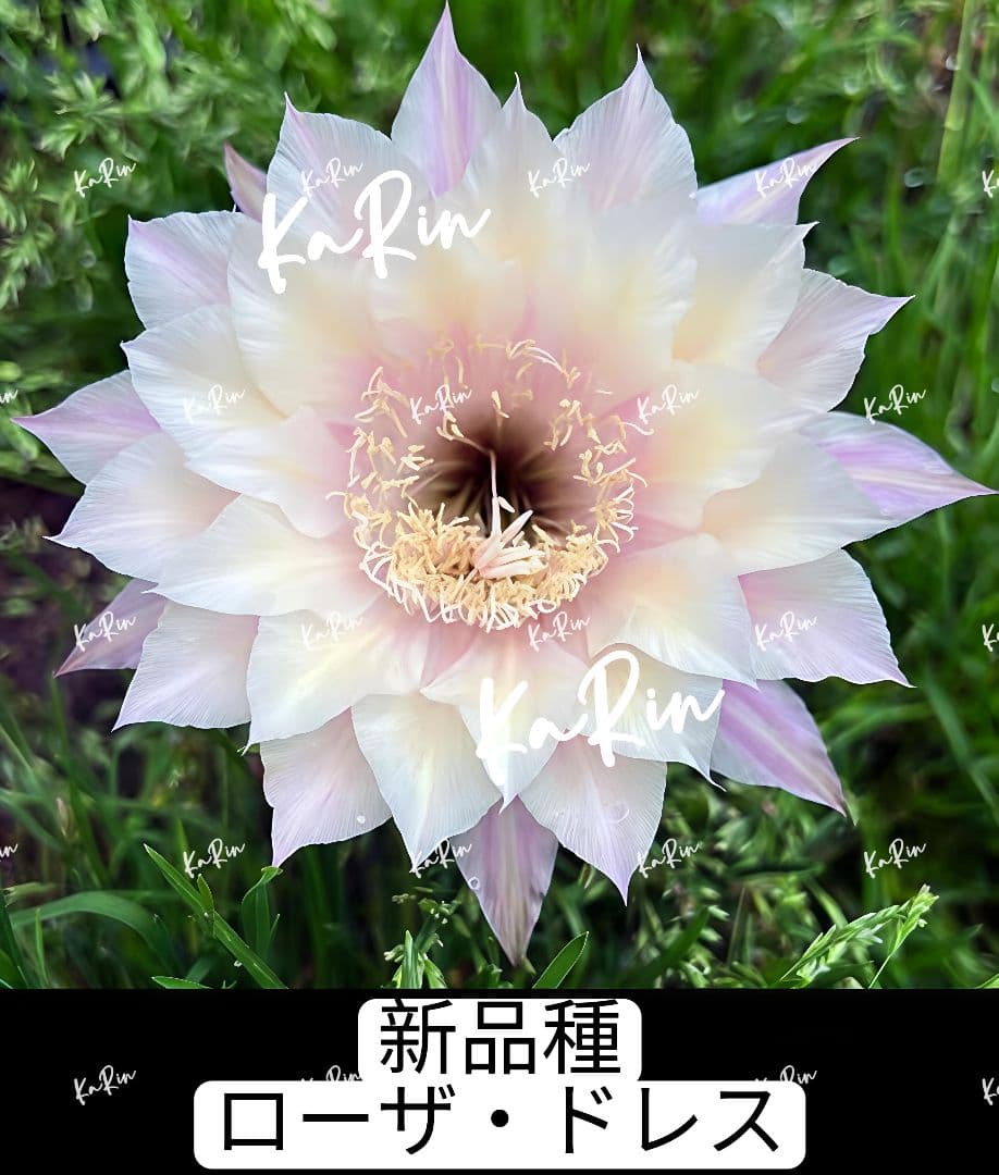 888-YU商品　花サボテン