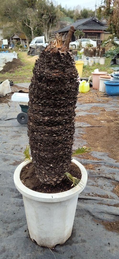 ソテツ　10号プラ鉢付き　高さ 83cm程(鉢底から)
