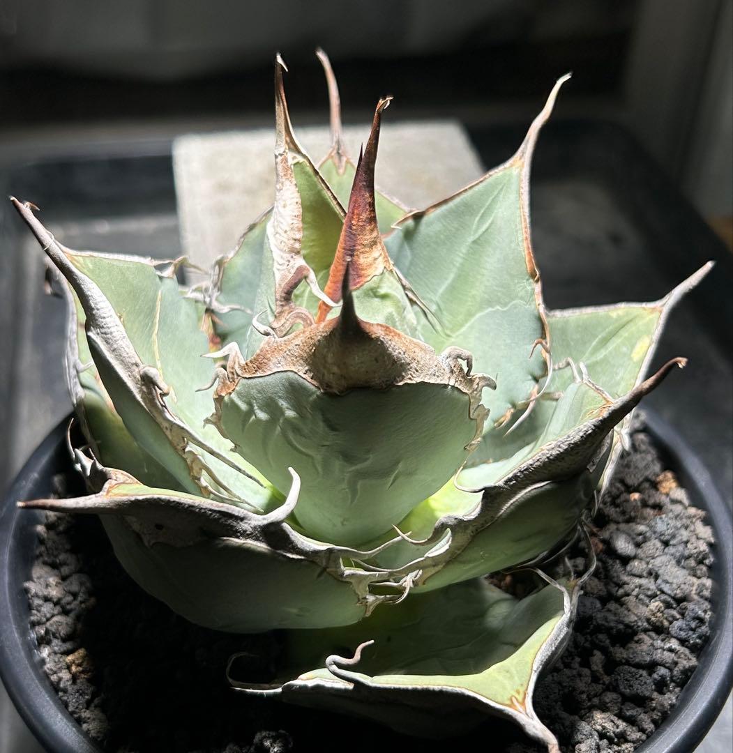 Agave oaxaca oteroi wild ブルー肌 バンド厚め