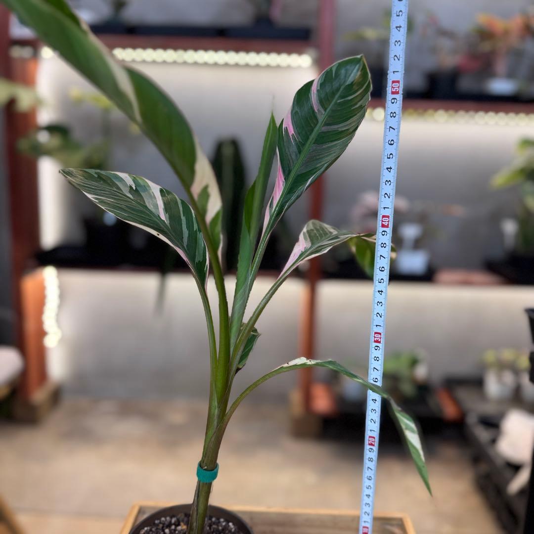 R*9様 57 S&P ムサ　ノノ　斑入りバナナ　ピンク斑入り