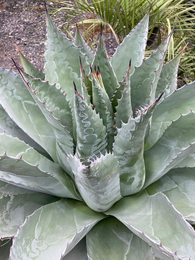 耐寒性アガベ パラサナ特大株◇ドライガーデン多肉サボテン島ユッカ　ロストラータ