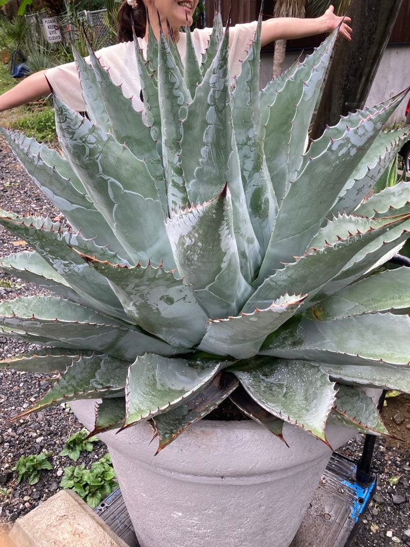耐寒性アガベ パラサナ特大株◇ドライガーデン多肉サボテン島ユッカ　ロストラータ