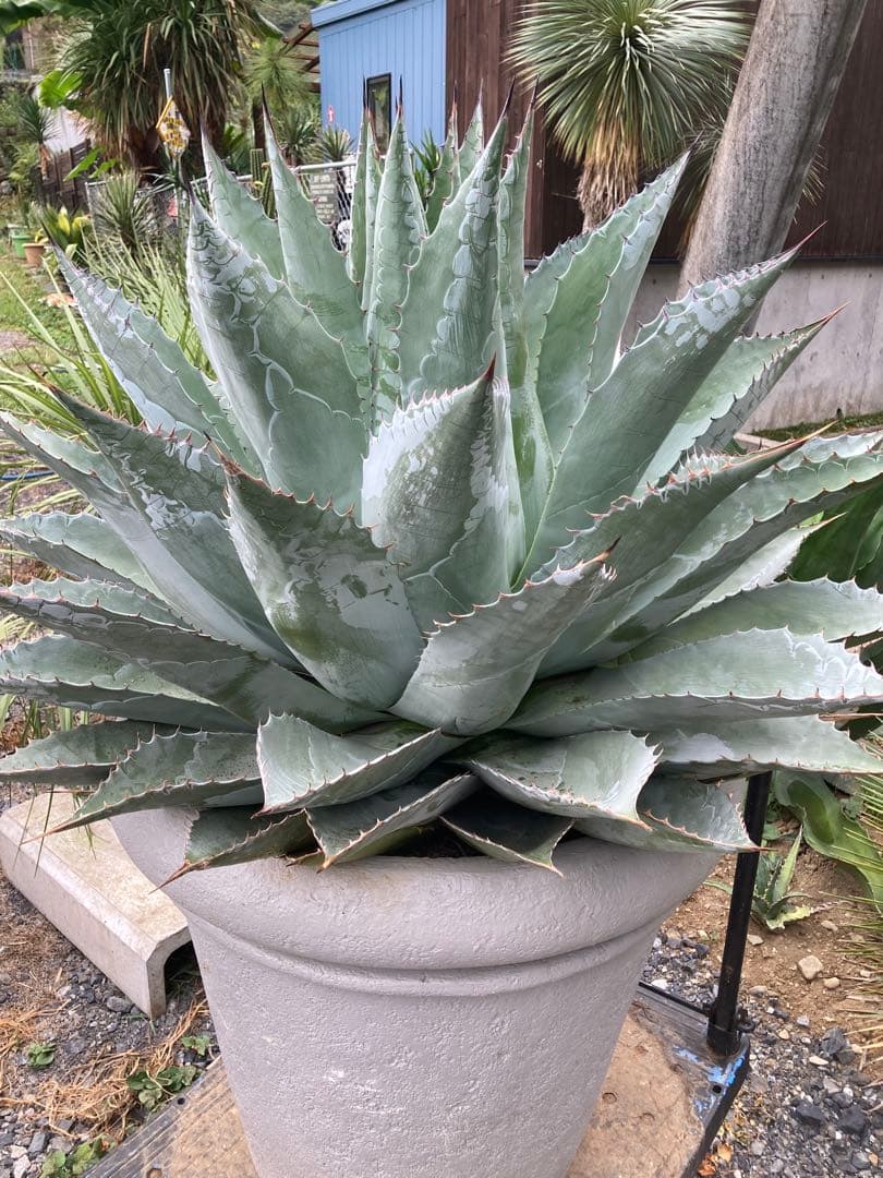 耐寒性アガベ パラサナ特大株◇ドライガーデン多肉サボテン島ユッカ　ロストラータ