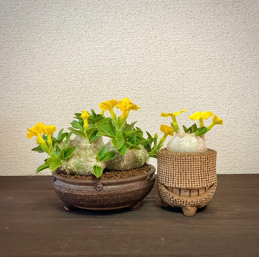 パキポディウム 種子 自家採種 4種 グラキリス 恵比寿笑い 大黒 マカイ