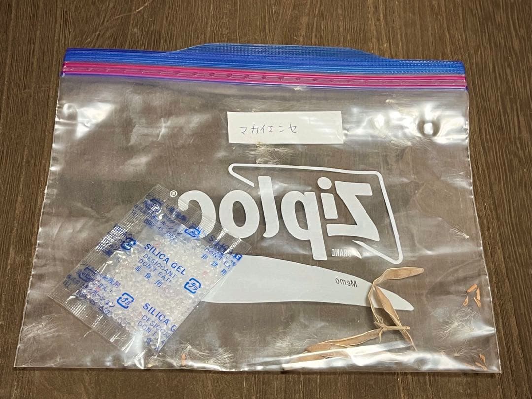 パキポディウム 種子 自家採種 4種 グラキリス 恵比寿笑い 大黒 マカイ