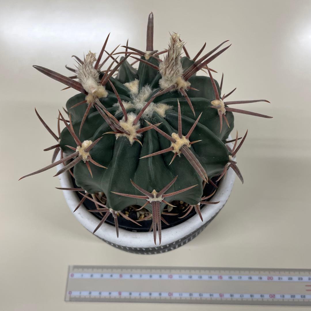 サボテン　綾波　実生