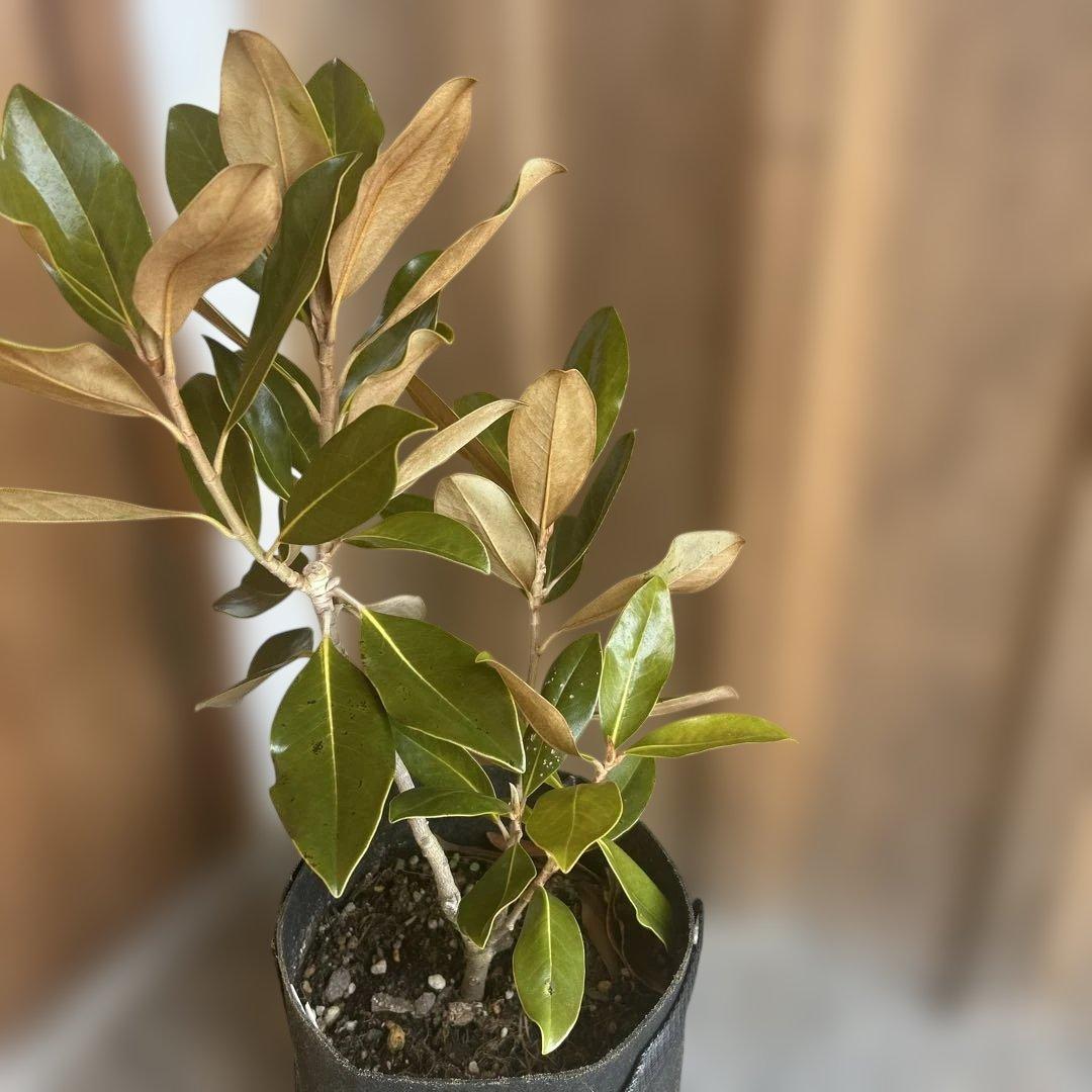 常緑樹　リトルジェム