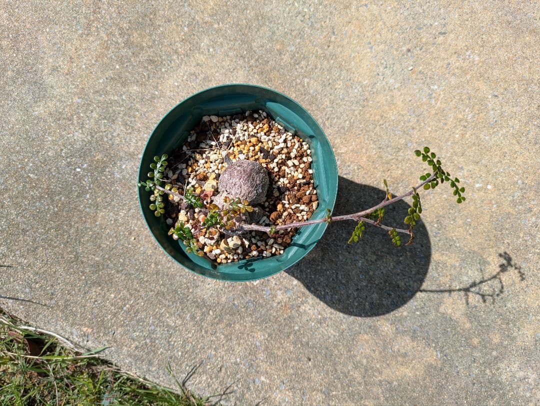 オペルクリカリア・パキプス　根挿し株