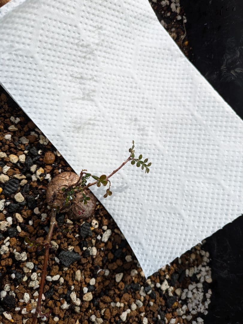 オペルクリカリア・パキプス　根挿し株