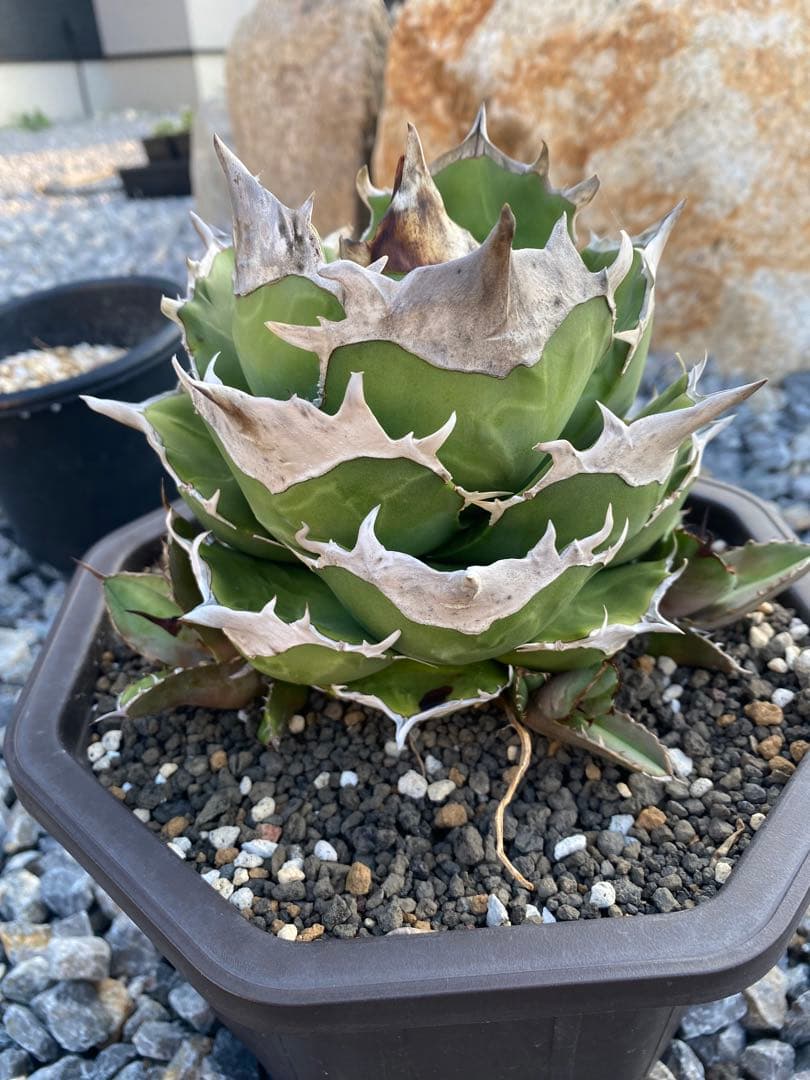 アガベ　チタノタ　白犀牛