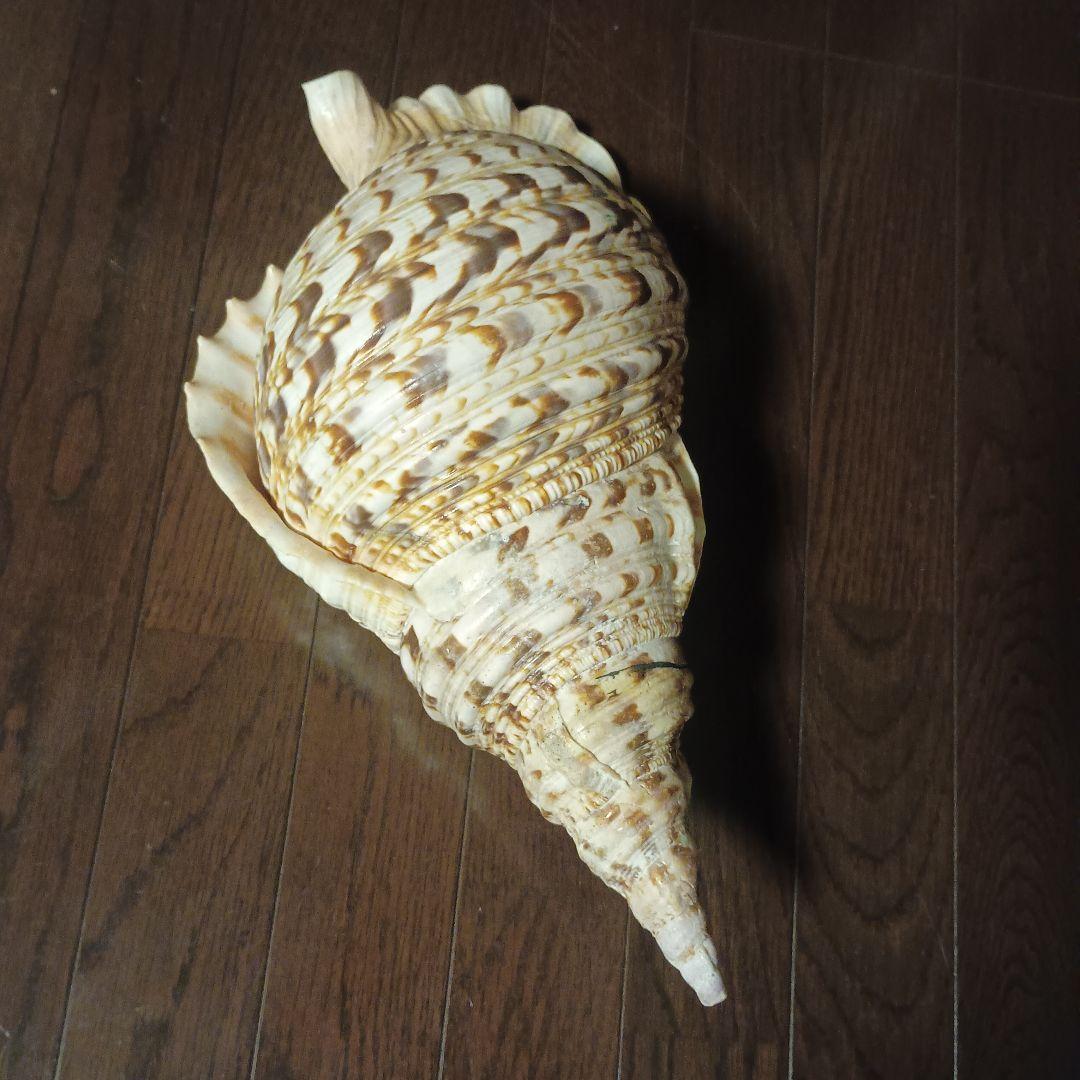 法螺貝 特大 42cm 1871.3Kg 超希少価値✨