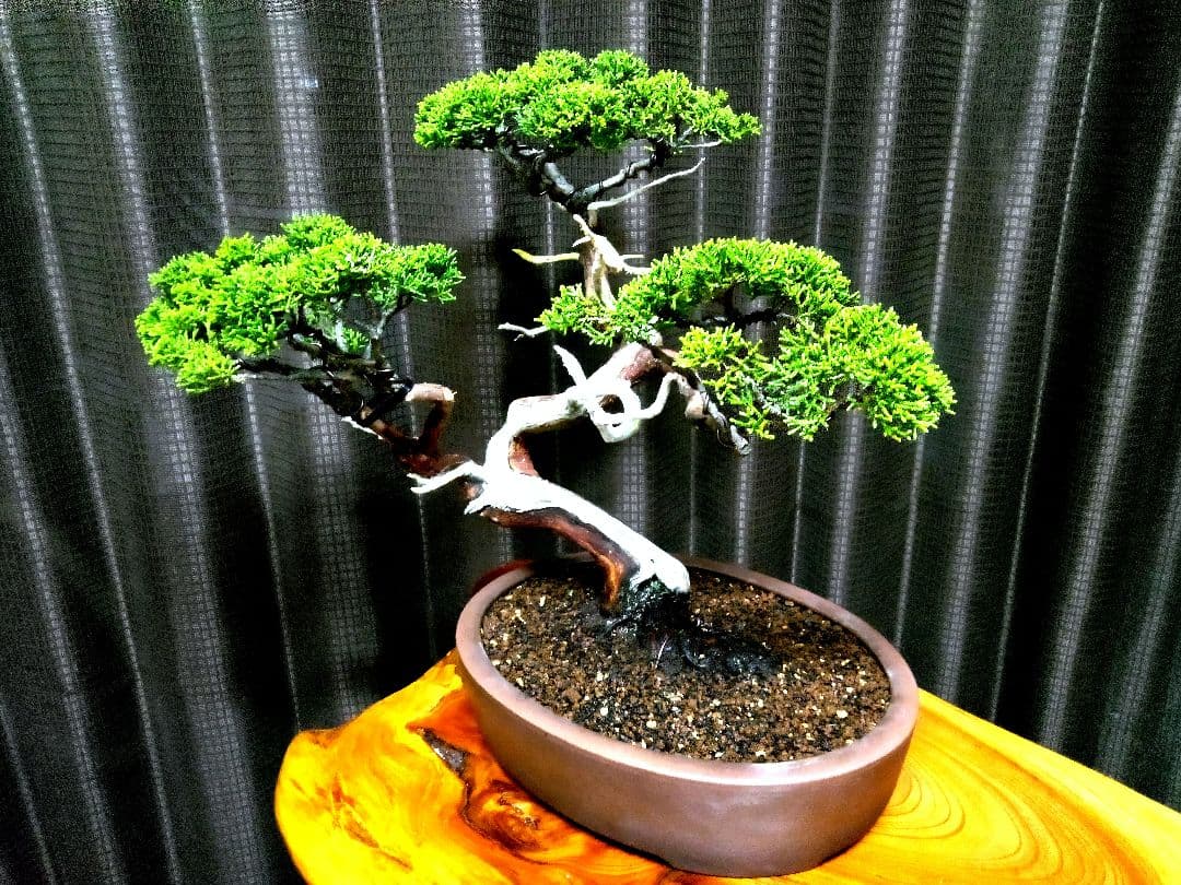 【中品　糸魚川真柏盆栽】　　　山採りじゃないの❓セール ★あきちゃん様…専用★